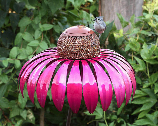 Coneflower Vogel Voederhuisje Belleza