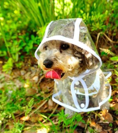 Hond Waterdichte Transparante Regenjas